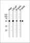 ULK3 Antibody (C-term)